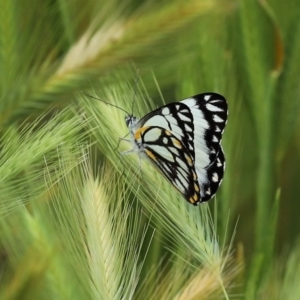 Belenois java at Fyshwick, ACT - 16 Oct 2020 12:59 PM