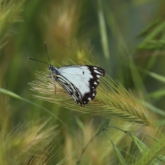 Belenois java at Fyshwick, ACT - 16 Oct 2020 12:59 PM