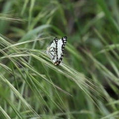 Belenois java at Fyshwick, ACT - 16 Oct 2020 12:59 PM