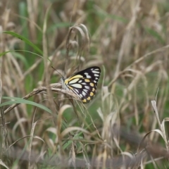 Belenois java at Fyshwick, ACT - 16 Oct 2020 12:59 PM