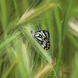 Belenois java at Fyshwick, ACT - 16 Oct 2020 12:59 PM