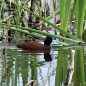 Oxyura australis at Fyshwick, ACT - 16 Oct 2020