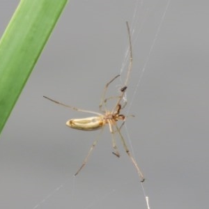 Tetragnatha sp. (genus) at Gordon, ACT - 17 Oct 2020 12:03 PM