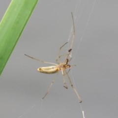 Tetragnatha sp. (genus) (Long-jawed spider) at Gordon, ACT - 17 Oct 2020 by RodDeb
