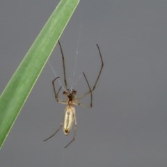 Tetragnatha sp. (genus) at Gordon, ACT - 17 Oct 2020 12:03 PM