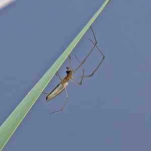 Tetragnatha sp. (genus) at Gordon, ACT - 17 Oct 2020 12:03 PM