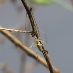 Tetragnatha sp. (genus) at Gordon, ACT - 17 Oct 2020 12:03 PM