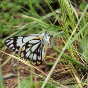 Belenois java at Gordon, ACT - 17 Oct 2020 12:02 PM