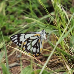 Belenois java at Gordon, ACT - 17 Oct 2020 12:02 PM