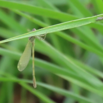 Coenagrionidae sp. (family) (Unidentified damselfly) at Gordon Pond - 17 Oct 2020 by RodDeb