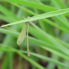 Coenagrionidae (family) at Gordon, ACT - 17 Oct 2020