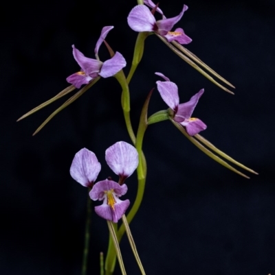 Diuris diminuta at Penrose - 17 Oct 2020 by Aussiegall