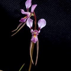 Diuris diminuta at suppressed - 17 Oct 2020