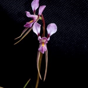 Diuris diminuta at Penrose - suppressed