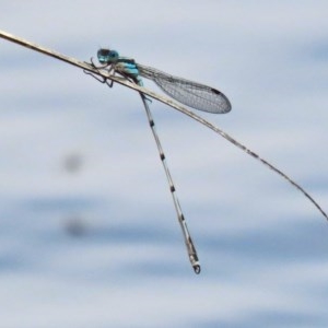 Austrolestes leda at Gordon, ACT - 17 Oct 2020 11:44 AM