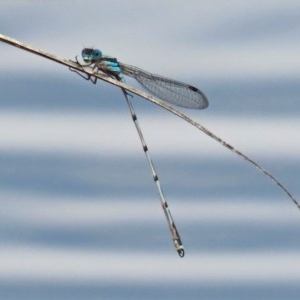 Austrolestes leda at Gordon, ACT - 17 Oct 2020 11:44 AM