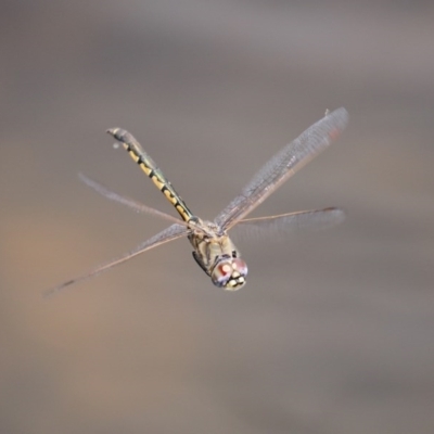 Hemicordulia tau (Tau Emerald) at Gordon Pond - 17 Oct 2020 by RodDeb