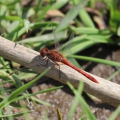 Diplacodes bipunctata (Wandering Percher) at Gordon Pond - 17 Oct 2020 by RodDeb