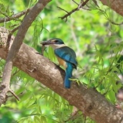 Todiramphus sanctus (Sacred Kingfisher) at Gordon, ACT - 17 Oct 2020 by RodDeb