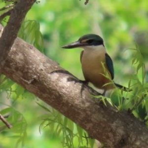 Todiramphus sanctus at Gordon, ACT - 17 Oct 2020