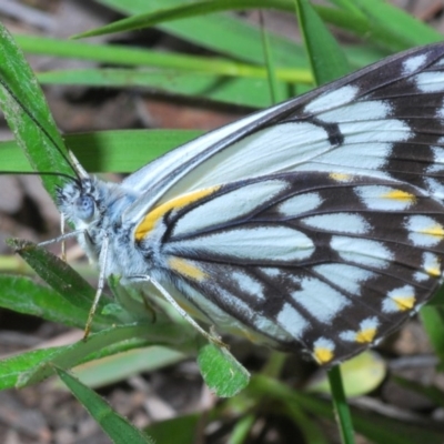 Belenois java (Caper White) at Aranda Bushland - 16 Oct 2020 by Harrisi