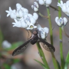 Aleucosia sp. (genus) (Bee Fly) at Windellama, NSW - 17 Oct 2020 by Harrisi