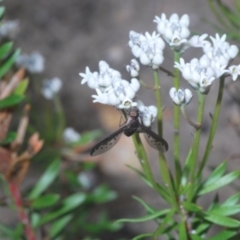 Aleucosia sp. (genus) at Windellama, NSW - 17 Oct 2020