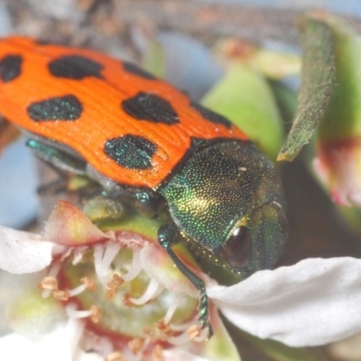 Castiarina octomaculata (A jewel beetle) at Gundaroo, NSW - 15 Oct 2020 by Harrisi