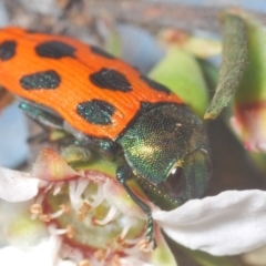 Castiarina octomaculata (A jewel beetle) at Gundaroo, NSW - 15 Oct 2020 by Harrisi