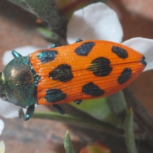 Castiarina octomaculata at Gundaroo, NSW - suppressed