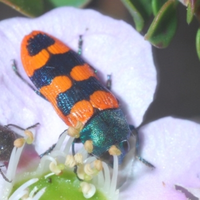 Castiarina crenata (Jewel beetle) at Tianjara, NSW - 17 Oct 2020 by Harrisi