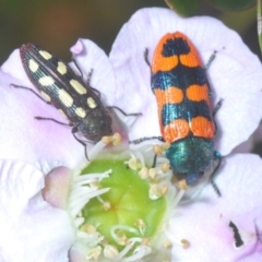 Castiarina crenata at Tianjara, NSW - 17 Oct 2020