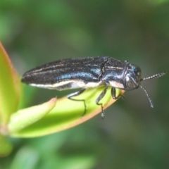 Agrilus hypoleucus (Hypoleucus jewel beetle) at Tianjara, NSW - 17 Oct 2020 by Harrisi