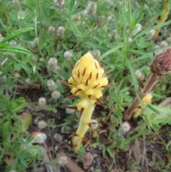 Orobanche minor (Broomrape) at The Pinnacle - 17 Oct 2020 by sangio7