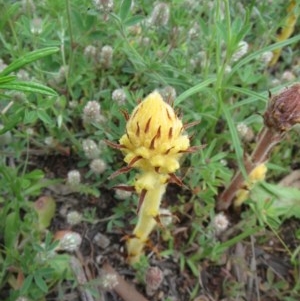 Orobanche minor at Hawker, ACT - 17 Oct 2020