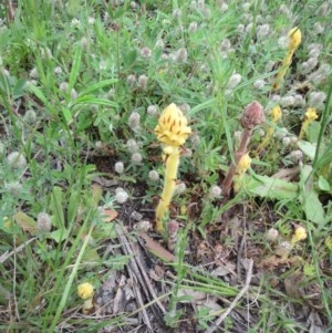 Orobanche minor at Hawker, ACT - 17 Oct 2020