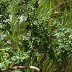 Rosa rubiginosa (Sweet Briar, Eglantine) at Wodonga, VIC - 10 Oct 2020 by Kyliegw