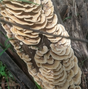 Trametes versicolor at Currowan, NSW - 17 Oct 2020