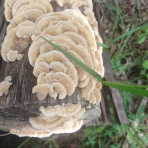 Trametes versicolor at Currowan, NSW - 17 Oct 2020