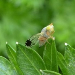 Trupanea (genus) (Fruit fly or seed fly) at Kambah, ACT - 15 Oct 2020 by HarveyPerkins