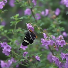 Phalaenoides glycinae (Grapevine Moth) at Cook, ACT - 16 Oct 2020 by Tammy