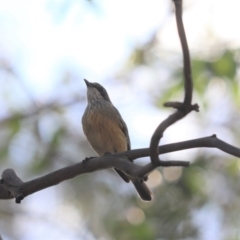 Pachycephala rufiventris (Rufous Whistler) at Cook, ACT - 16 Oct 2020 by Tammy