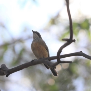 Pachycephala rufiventris at Cook, ACT - 16 Oct 2020