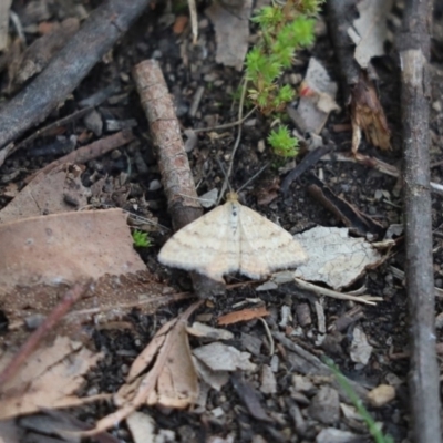 Scopula rubraria (Reddish Wave, Plantain Moth) at Cook, ACT - 16 Oct 2020 by Tammy