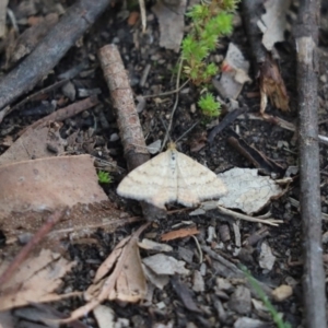Scopula rubraria at Cook, ACT - 16 Oct 2020