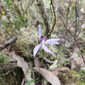 Cyanicula caerulea at Denman Prospect, ACT - 9 Oct 2020