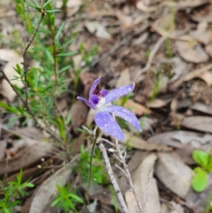 Cyanicula caerulea at Denman Prospect, ACT - 9 Oct 2020