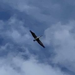 Pelecanus conspicillatus (Australian Pelican) at QPRC LGA - 17 Oct 2020 by Wandiyali