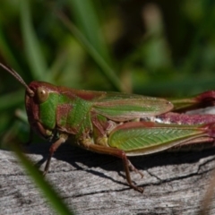 Perala viridis (Spring buzzer) at Googong, NSW - 17 Oct 2020 by Wandiyali