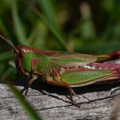 Perala viridis (Spring buzzer) at Googong, NSW - 17 Oct 2020 by Wandiyali